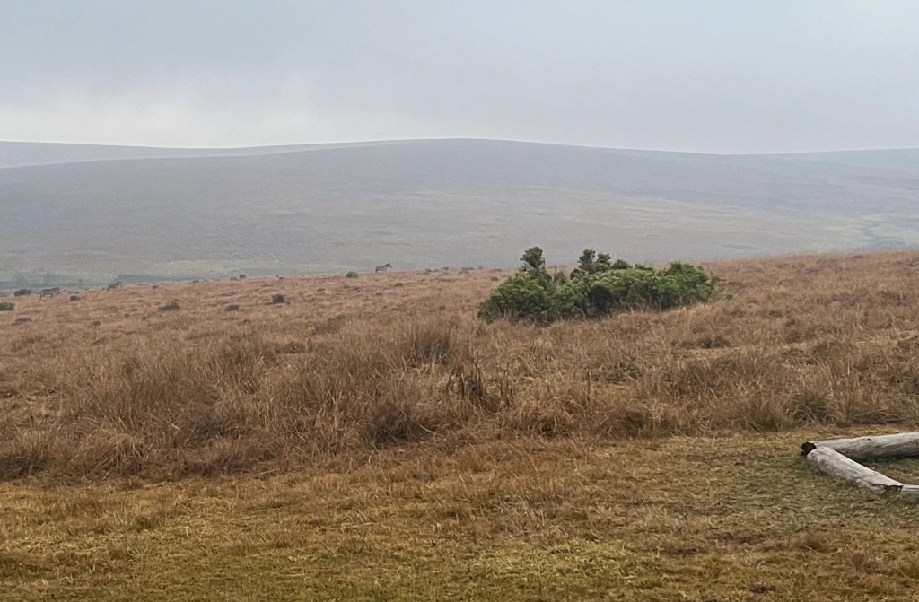 Zebras Bikepacking cycling Nyika national park