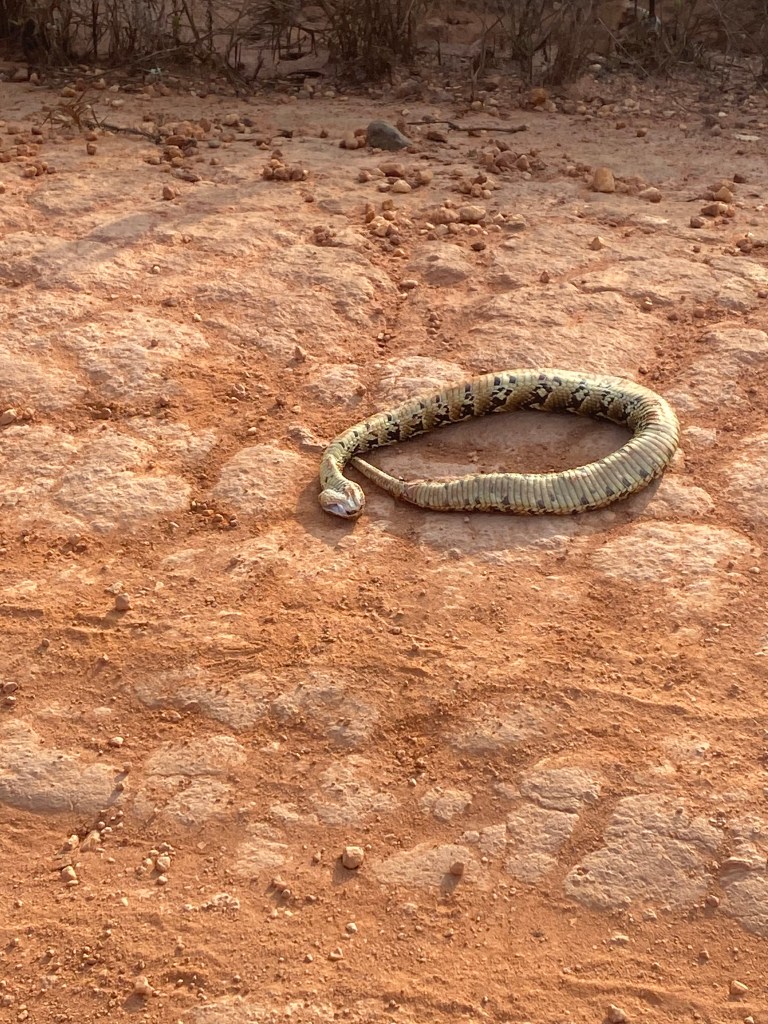 Snake Bikepacking cycling Nyika national park
