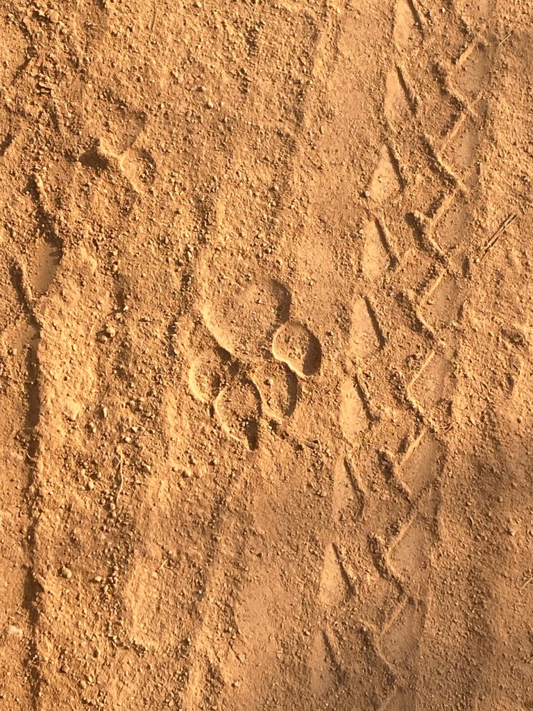 Leopard Bikepacking cycling Nyika national park