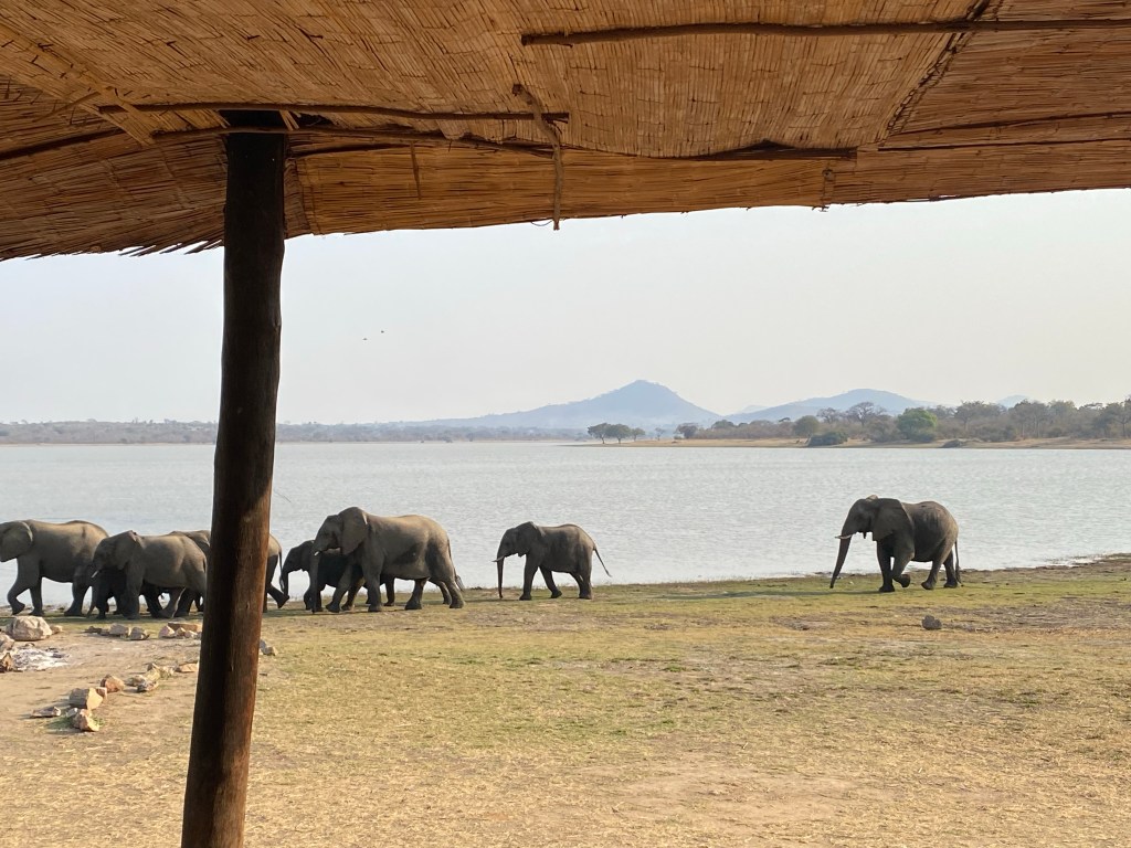 Biking cycling Vwasa elephants 