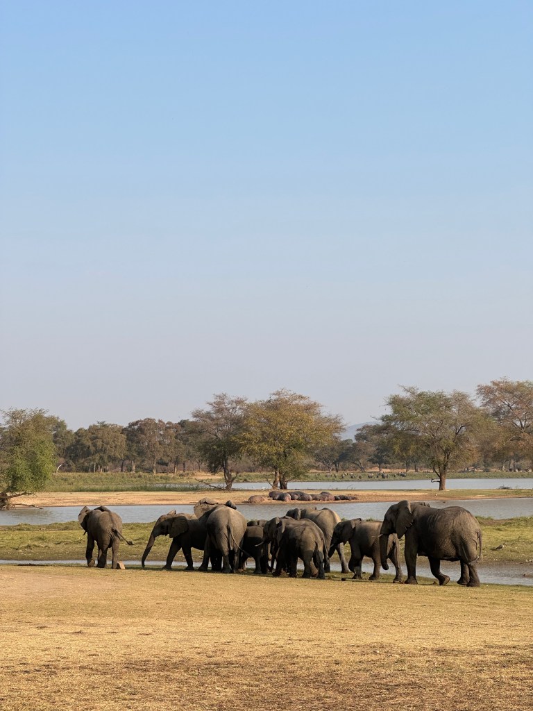 Cycling biking Vwasa elephants 