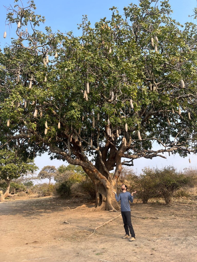 Sausage tree bikepacking Malawi cycling Vwasa