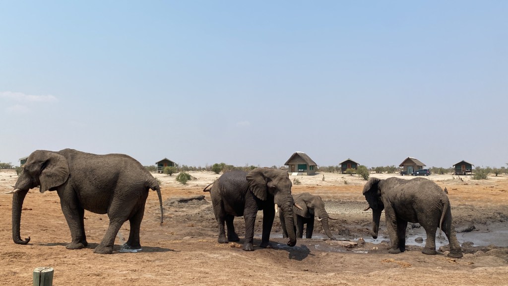 Three elephant at elephant sand in Botswana 