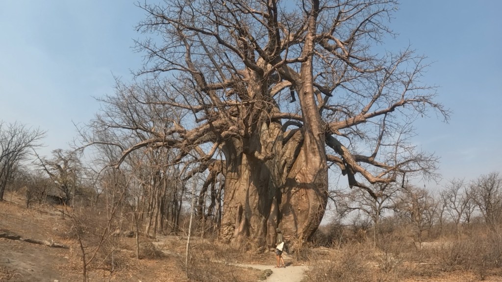 Cyclist next to a giant tree 