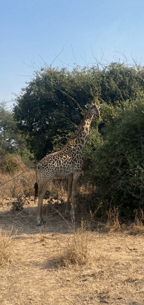 South luangwa giraffe cycling