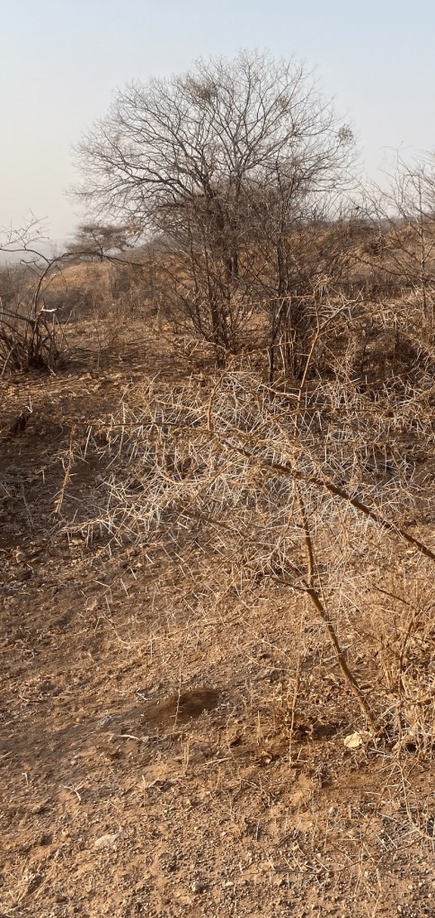 Spiky plant in Zimbabwe that can create a puncture