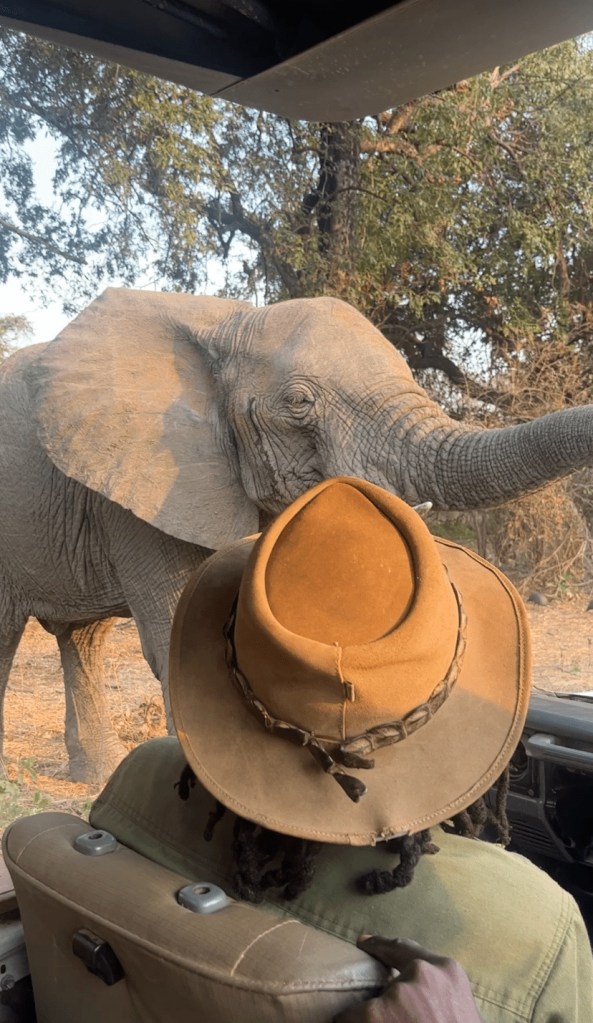 Elephant encounter south luangwa biking 