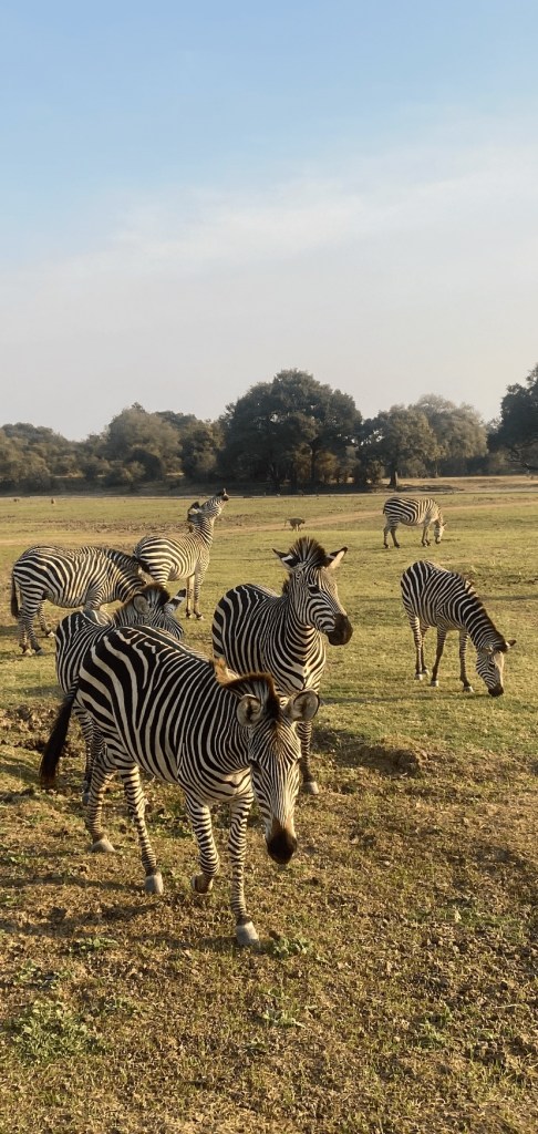 Zebras south luangwa biking