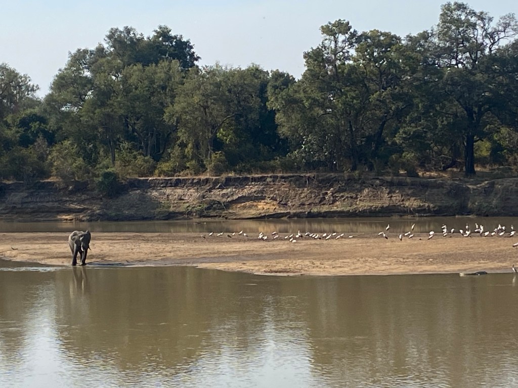 South luangwa elephant cycling bikepacking 