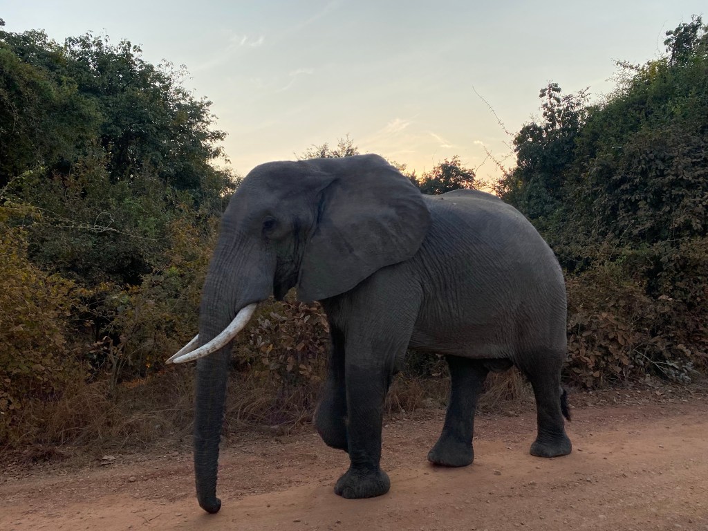 South luangwa elephant biking cycling