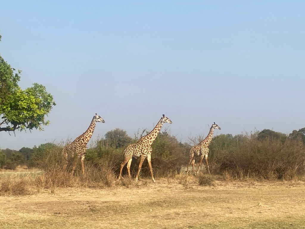 South luangwa giraffes cycling