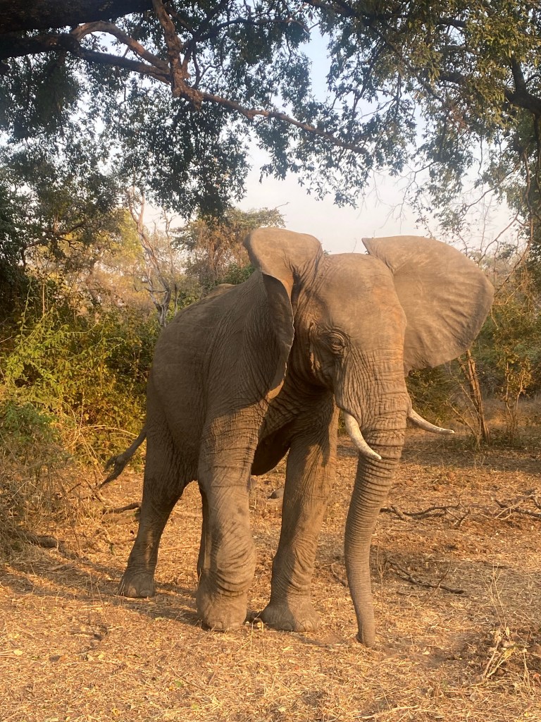 Elephant south luangwa cycling biking