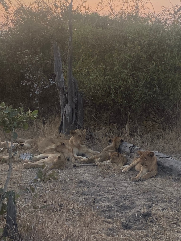 South luangwa lion with cubs biking cycling