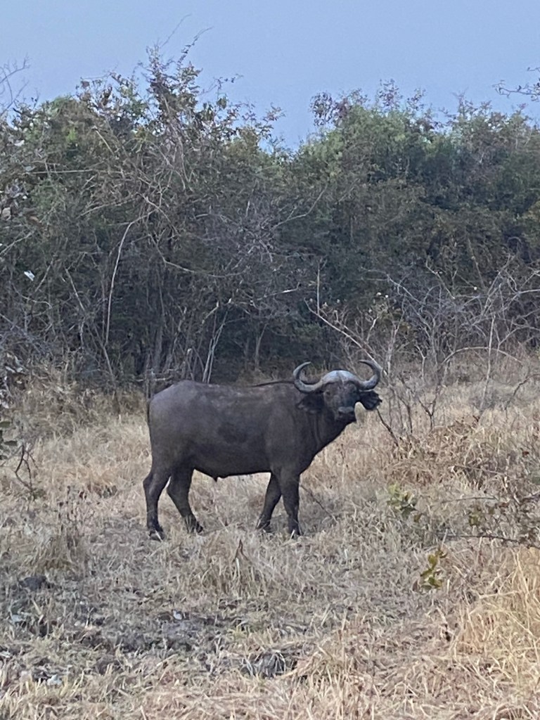 South luangwa buffalo cycling biking