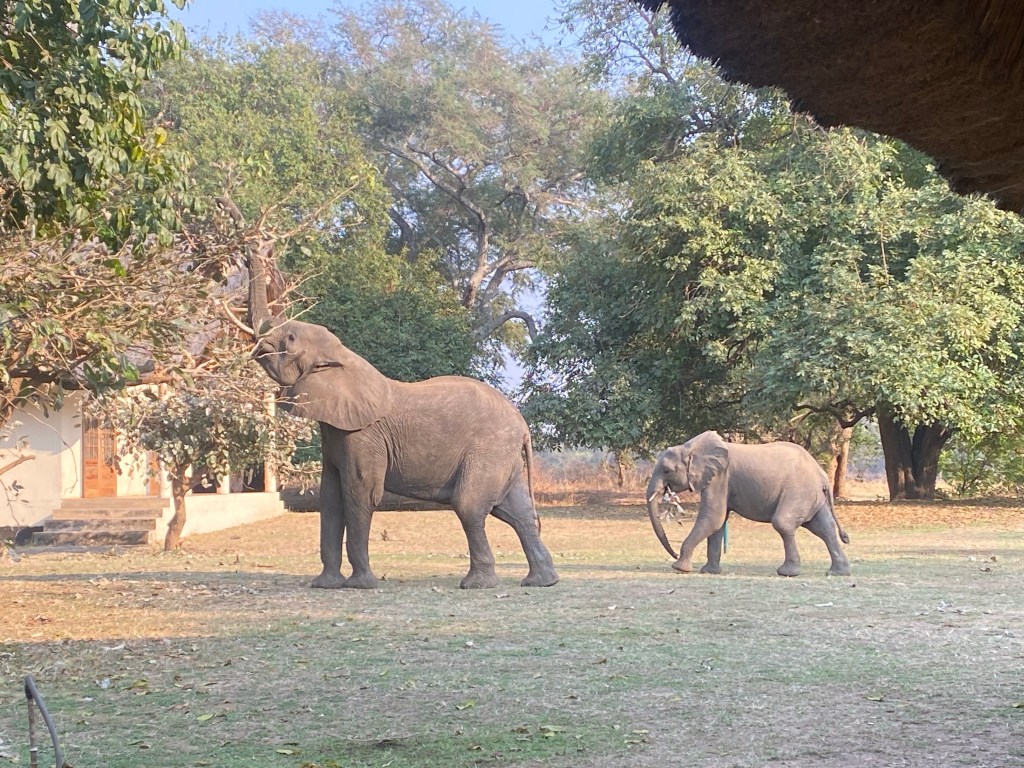 Elephant Marula lodge camping cycling bikepacking