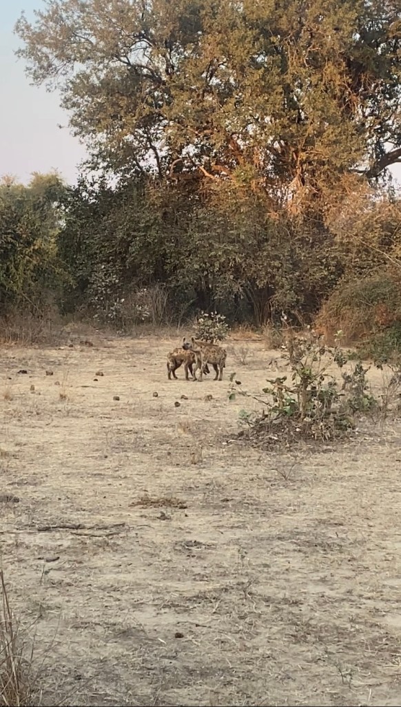 Hyenas south luangwa biking cycling