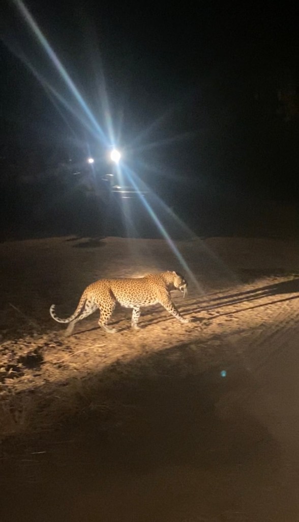 Leopard south luangwa cycling biking