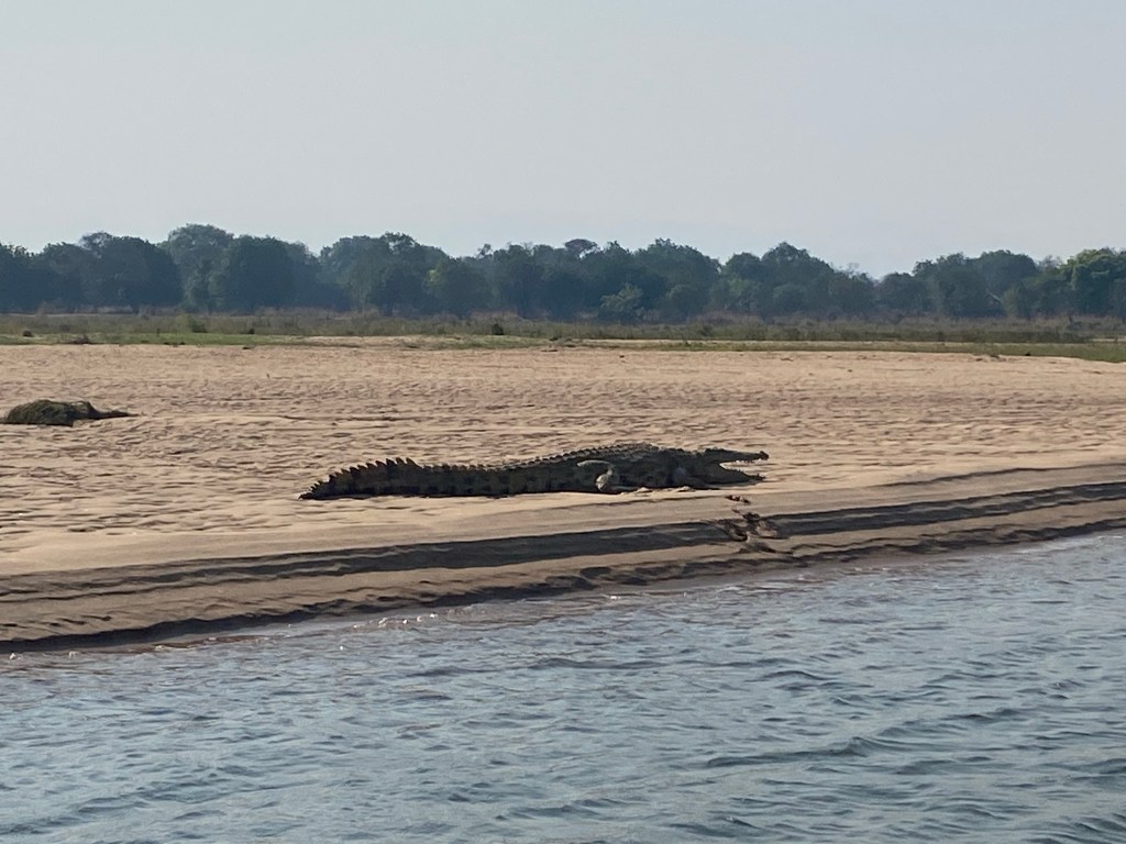 Crocodile on the Zambezi river