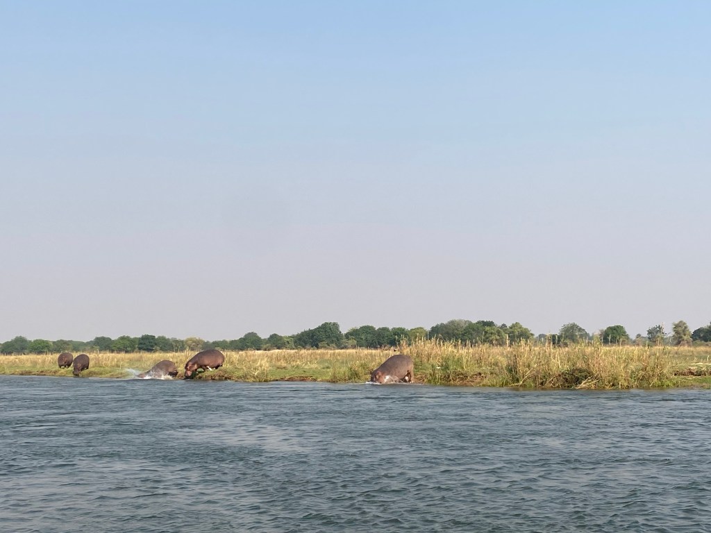 Hippos running into the Zambezi river as we get closer 