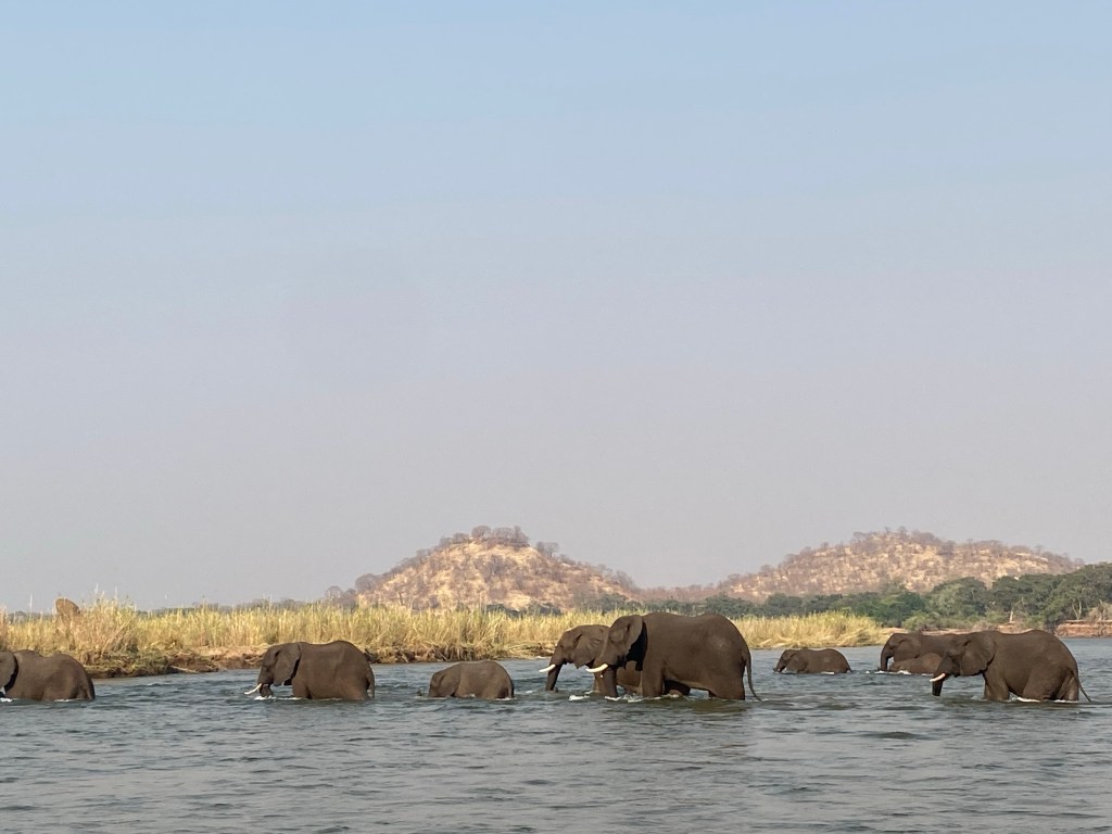 Elephants swimming through the Zambezi river 