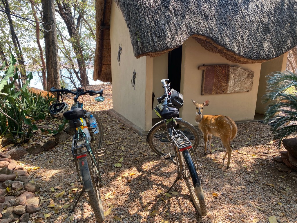 Bushbuck by our bicycle in masungo lodge matusadona national park