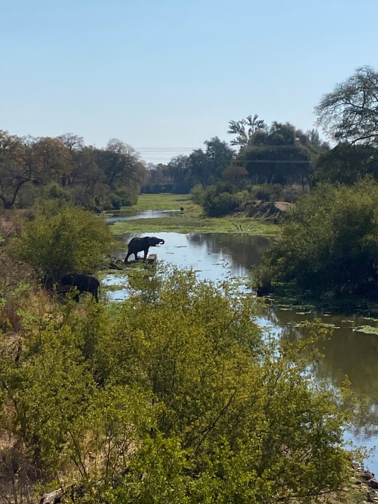 Elephant drinking water from a river nearby Livingstone 