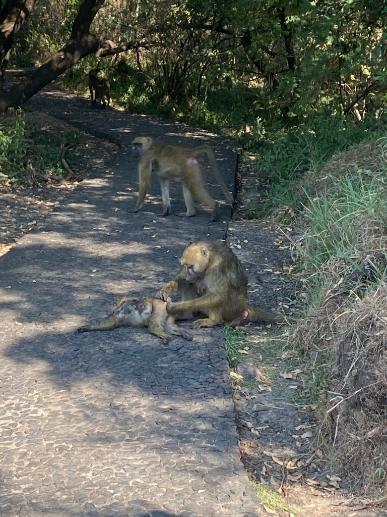 Baboon eating insect from a dead baboon at the Victoria falls Zambia 