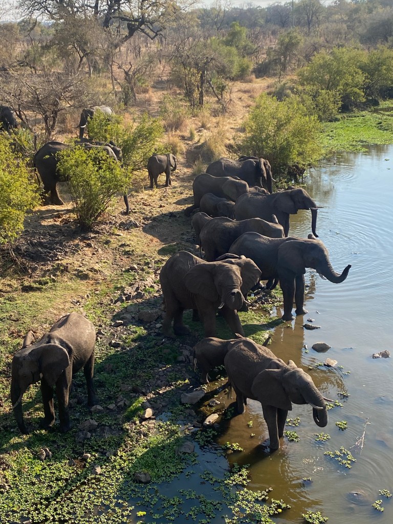 Elephant herd drinking by the river close to Livingstone Zambia 