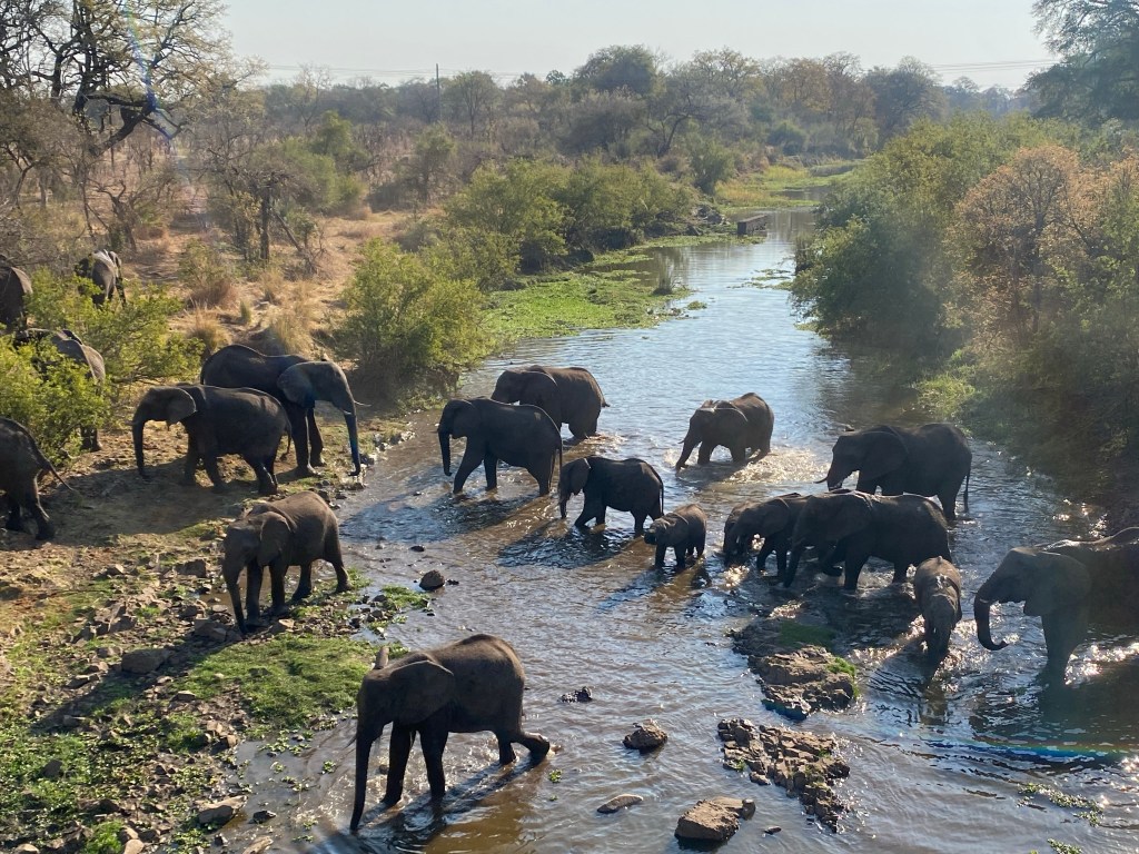 Elephant herd crossing a river next to Livingstone Zambia 