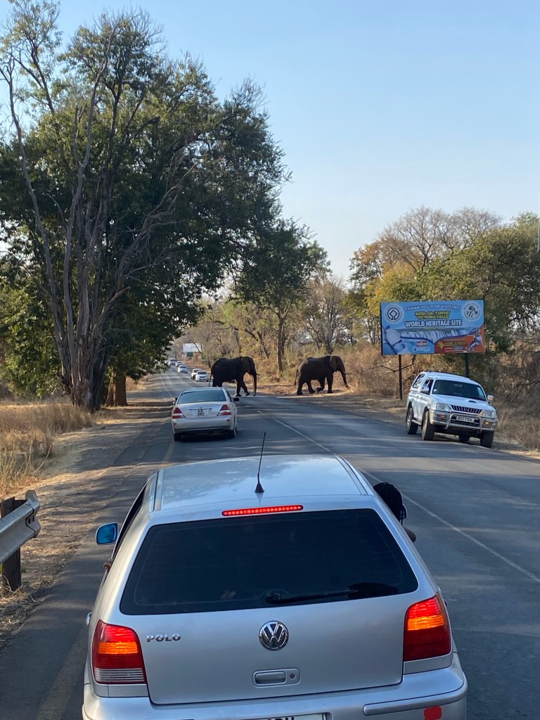 Elephant crossing the road in front of cyclist in Livingstone Zambia 