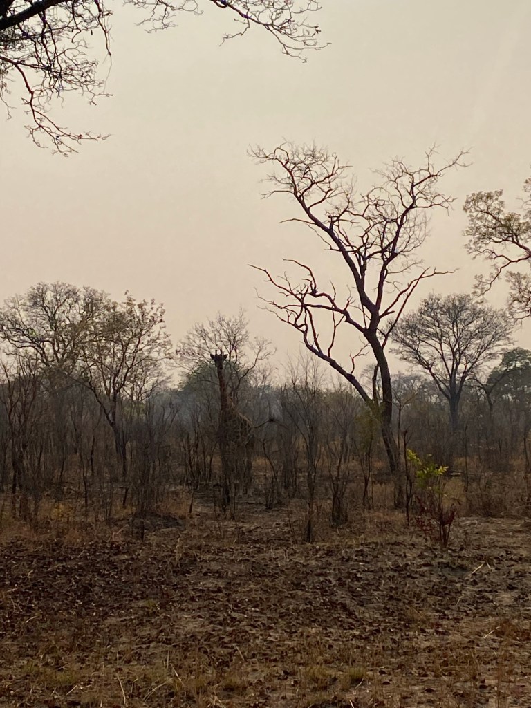 Giraffe next to the road in Botswana 