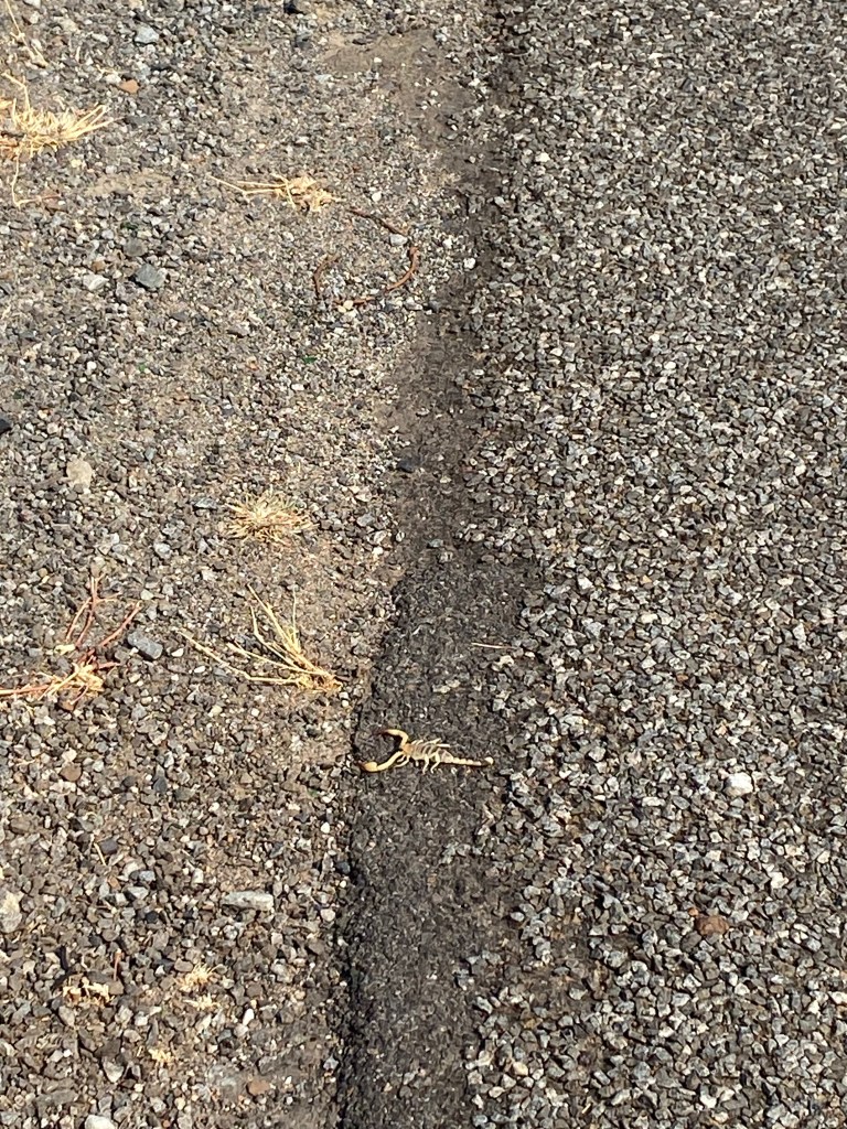 Scorpion on the road in Botswana 