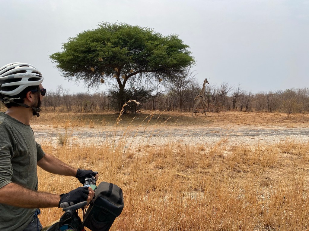 A cyclist and a giraffe on the elephant highway in Botswana 