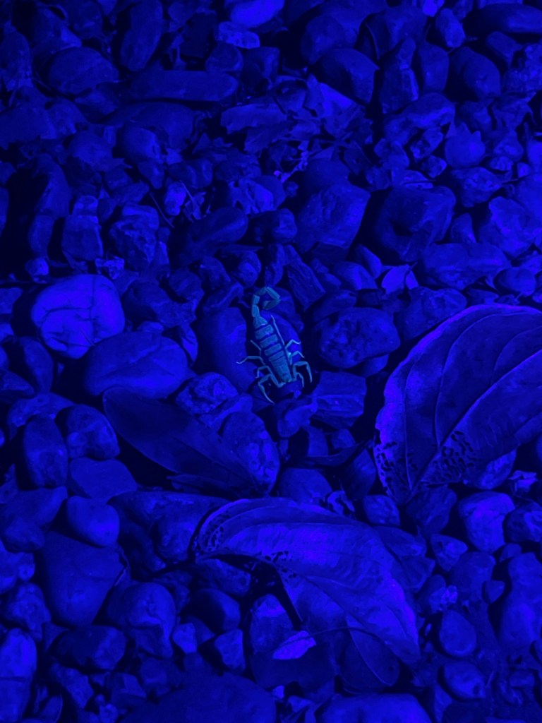 Looking for scorpions at the musango hotel