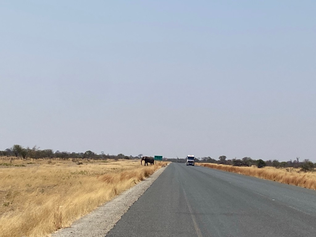 Elephant crossing the road in Botswana elephant highway 