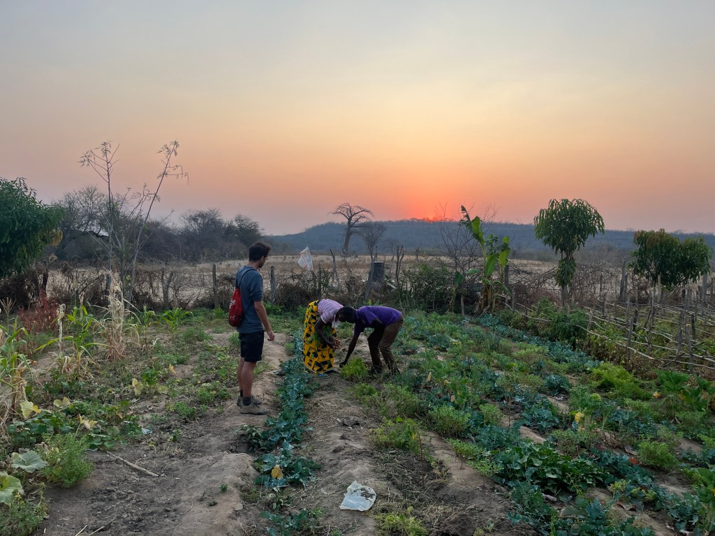 Cyclist picking up carrots in the garden of a local chief in Zimbabwe