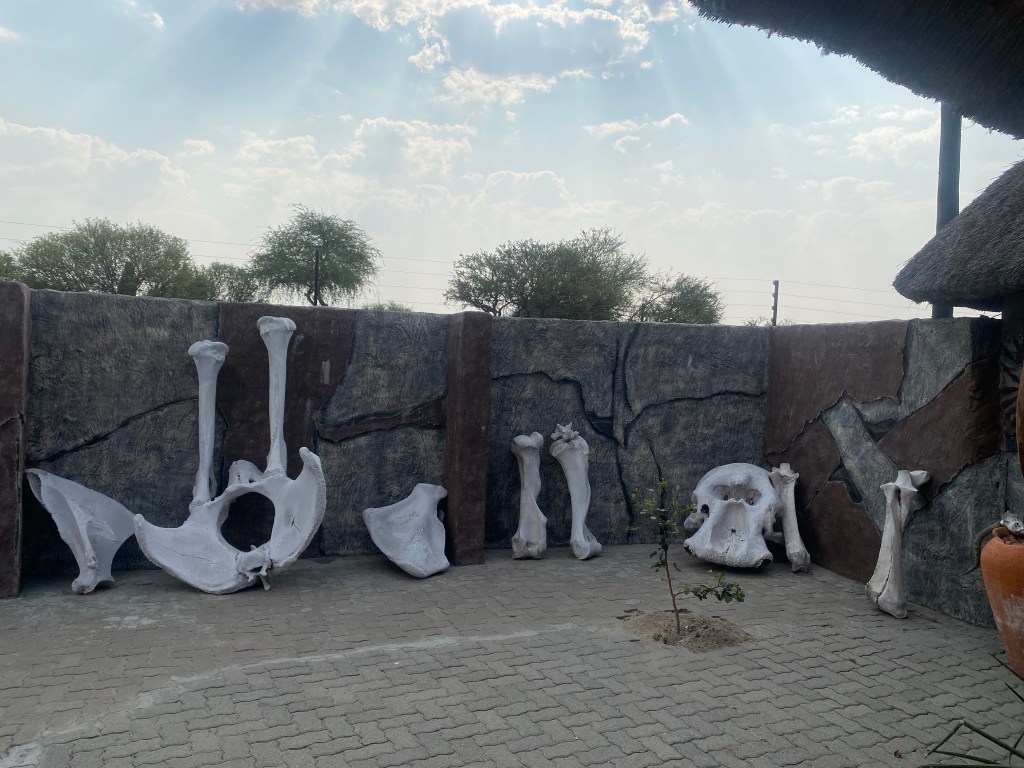 Elephant bones in the hotel elephant sand in Botswana