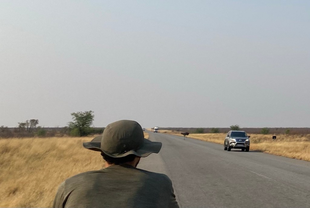 Crossing ostriches by the side of the road on the elephant highway