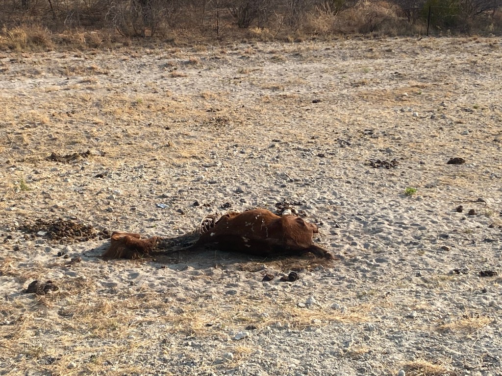 Dead horse by the side of the road next to Nata 