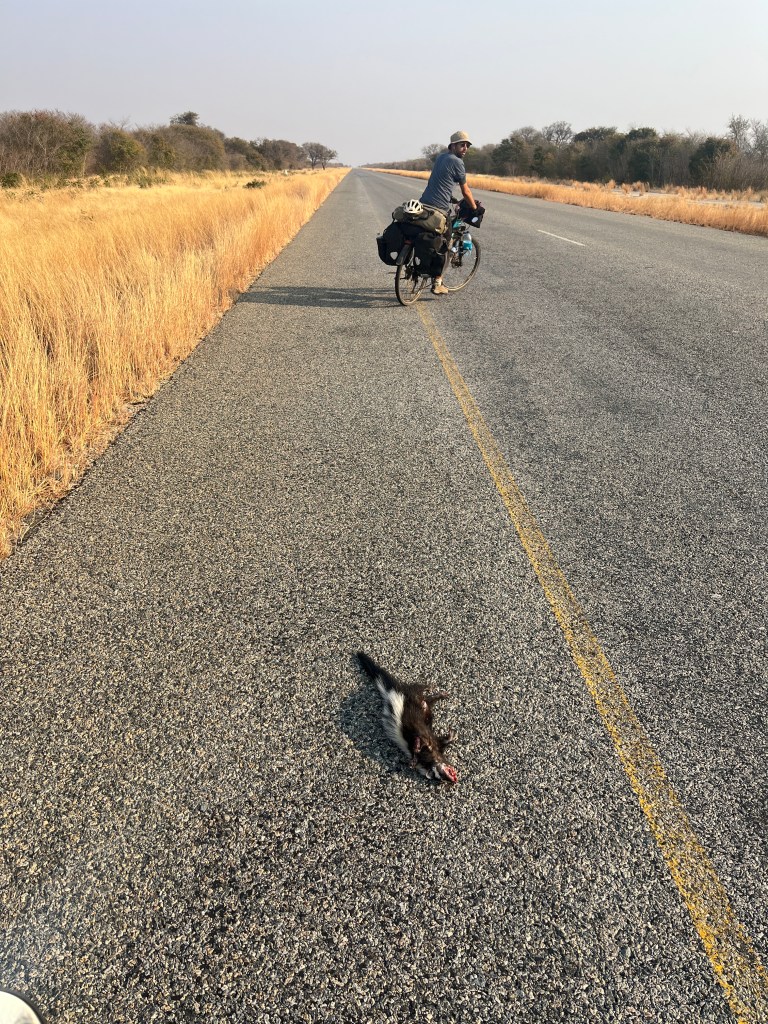 Dead animal on the road in Botswana 