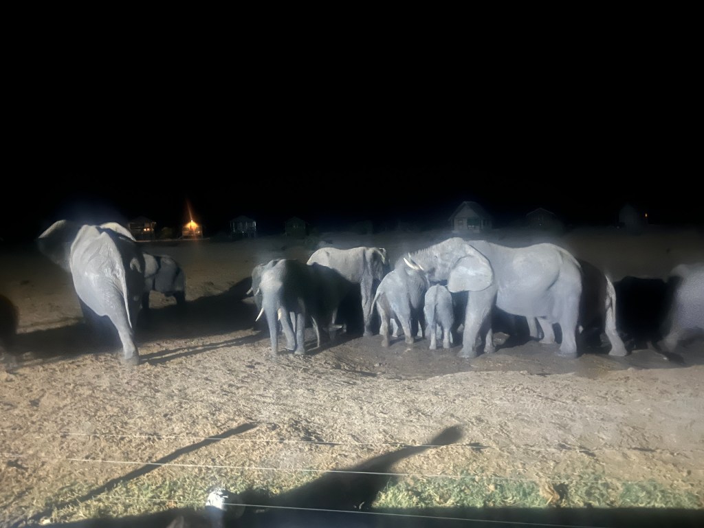 Elephants around a waterhole in elephant sand in Botswana