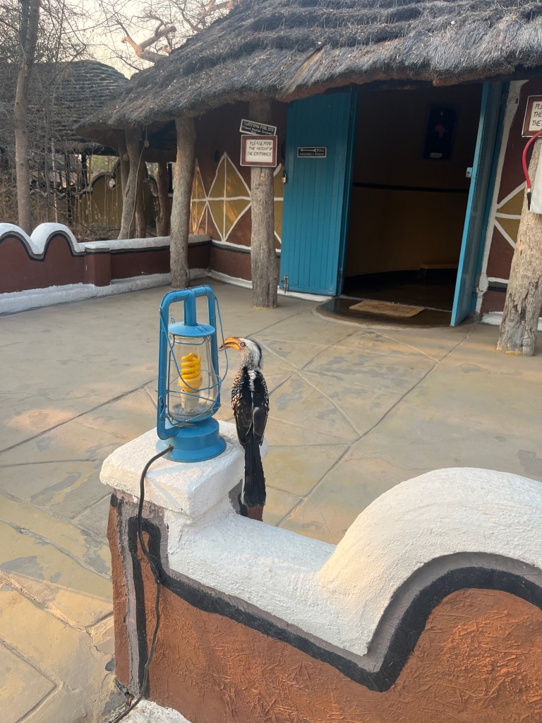 Zazu bird at the reception of planet baobab Botswana 