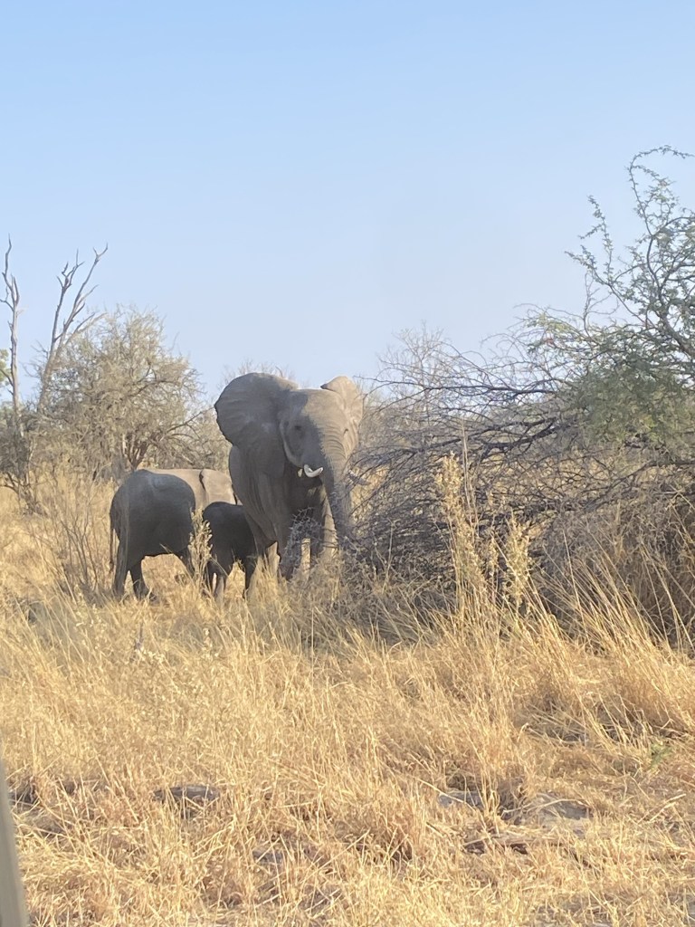 Elephant in moremi nation park​