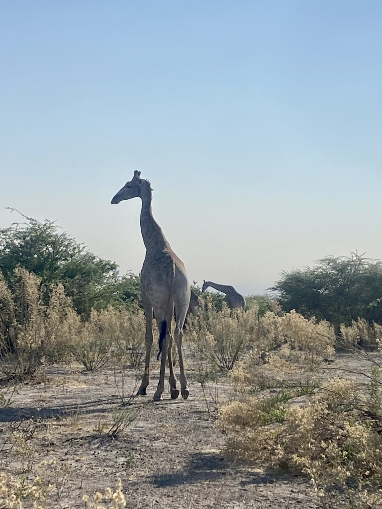 Two Giraffes in moremi national park 