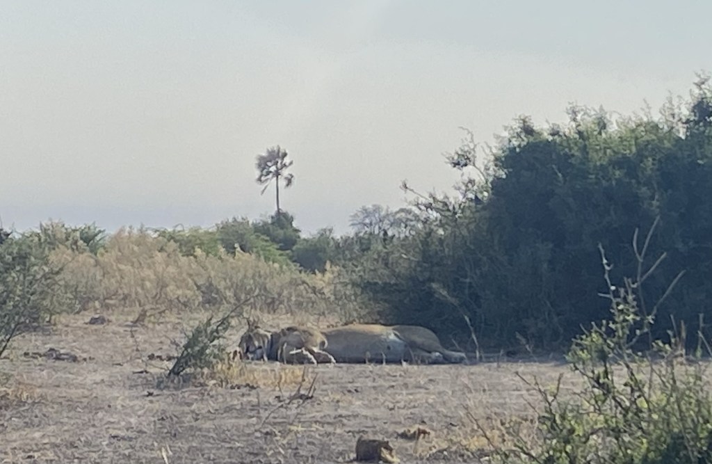 A sleeping lion in moremi national park 