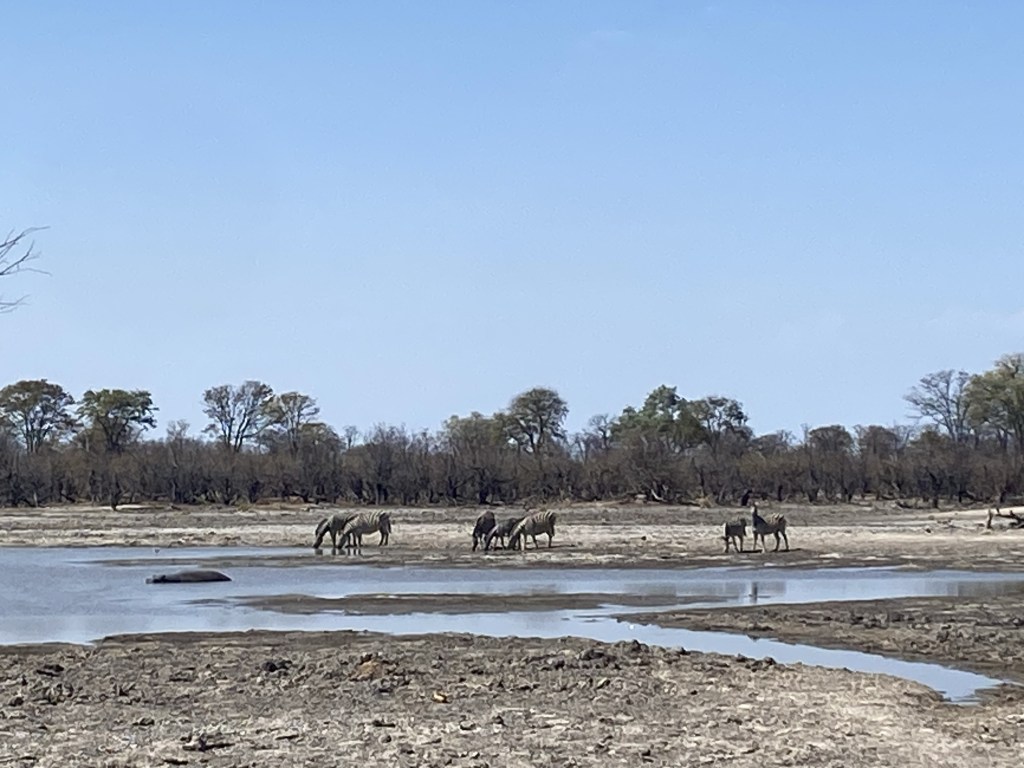 Zebras and hippopotame near a lake in moremi national park 