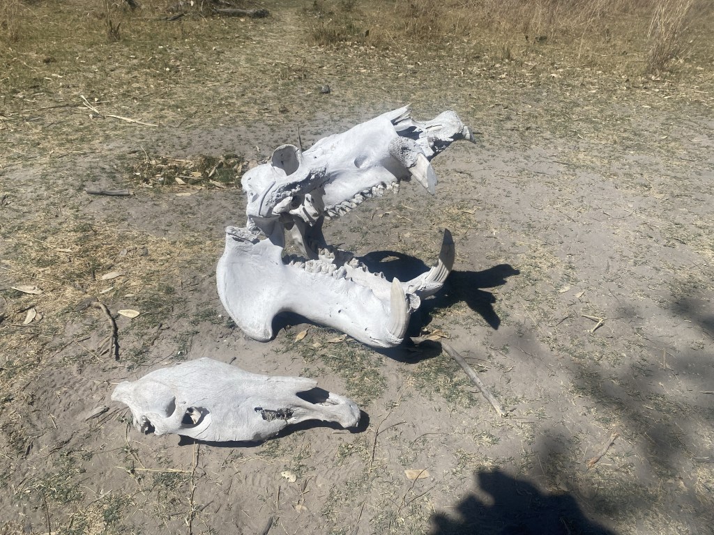 Skull of a male hippopotamus