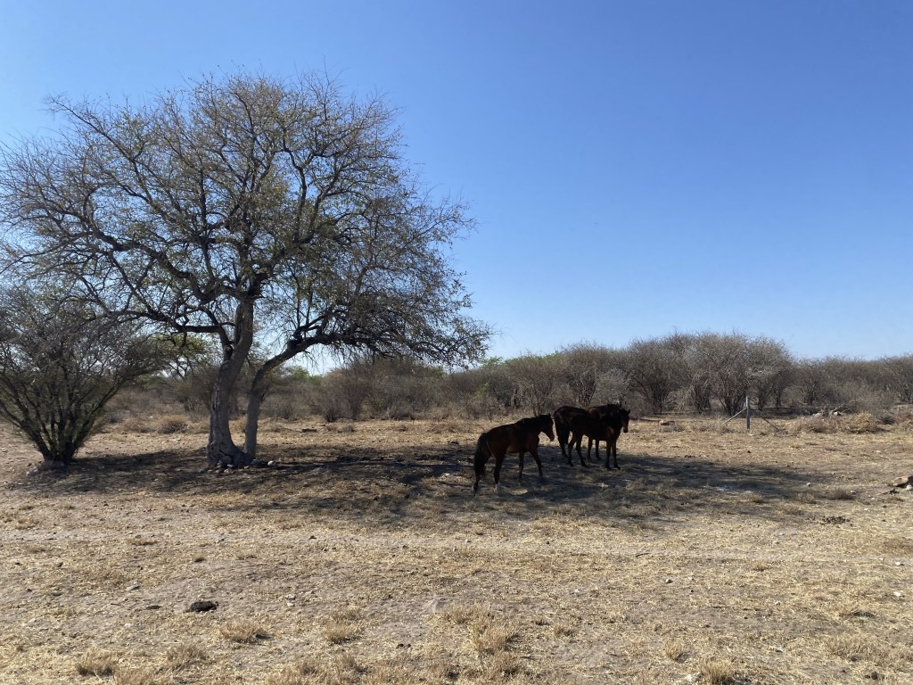 Horses under the shade of a tree in Botswana