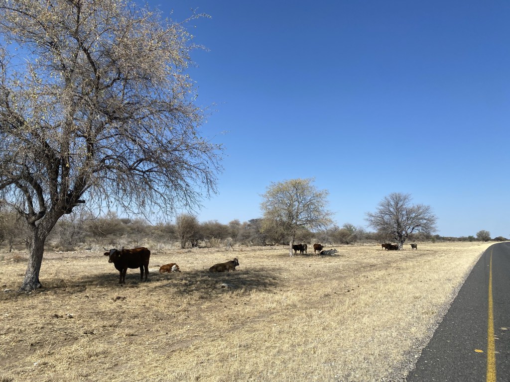 Cows under the shade of trees in Botswana 