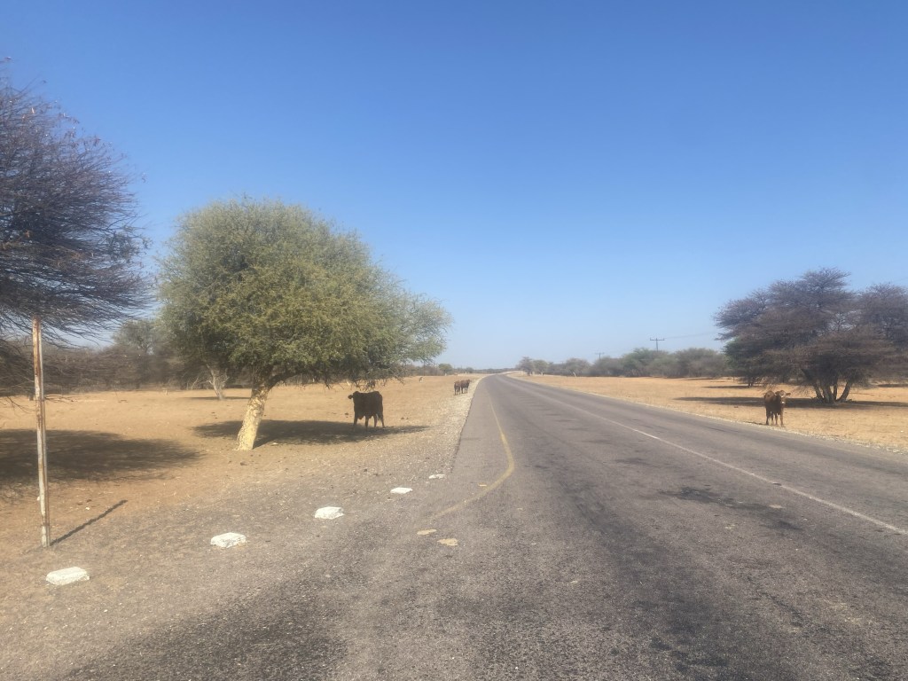 Cows by the road in Botswana